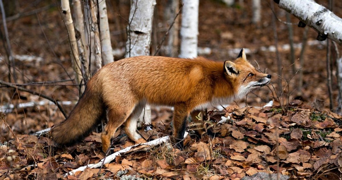 Forest animals