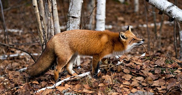 Forest animals