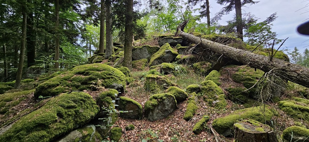 Kuřský vrch (806 m)