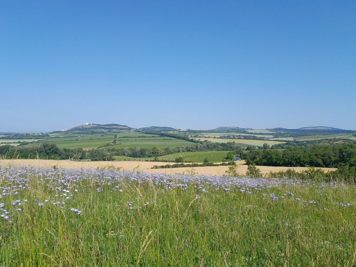 Liščí vrch (260&nbsp;m)