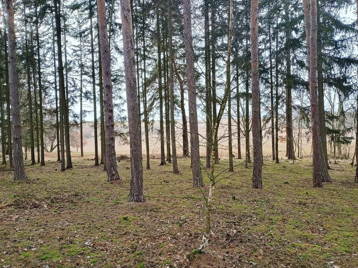 Mlýnský vrch (416 m)