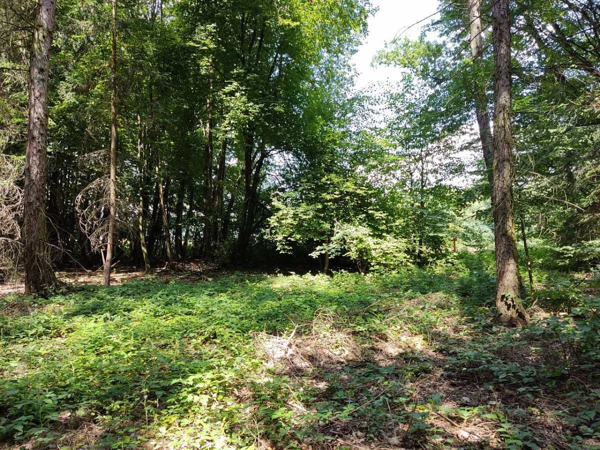 Na Hrádcích (344 m)