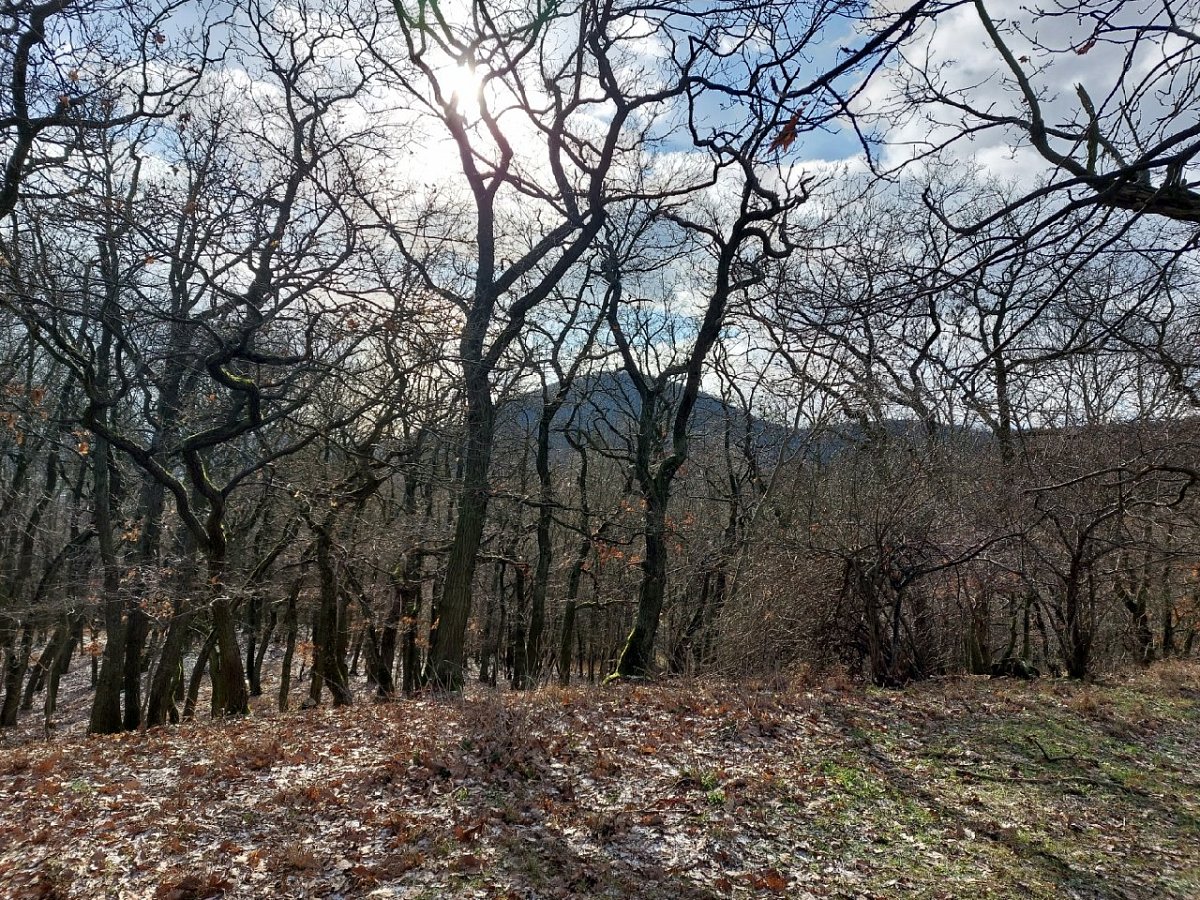 Liščí vrch (500 m)