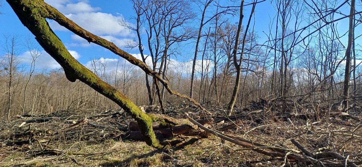Liščí kopec (166 m)