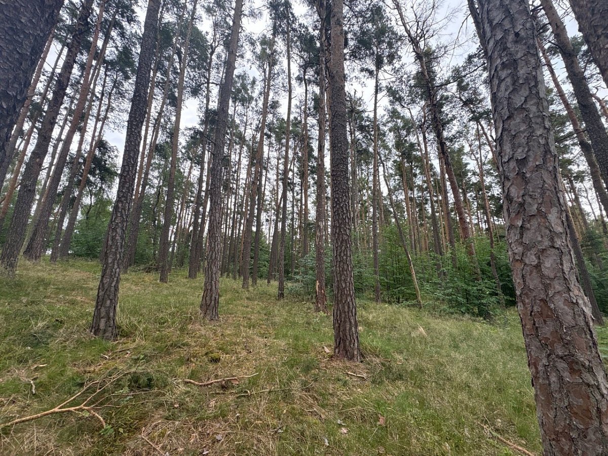 Vendulčin ráj (503&nbsp;m)