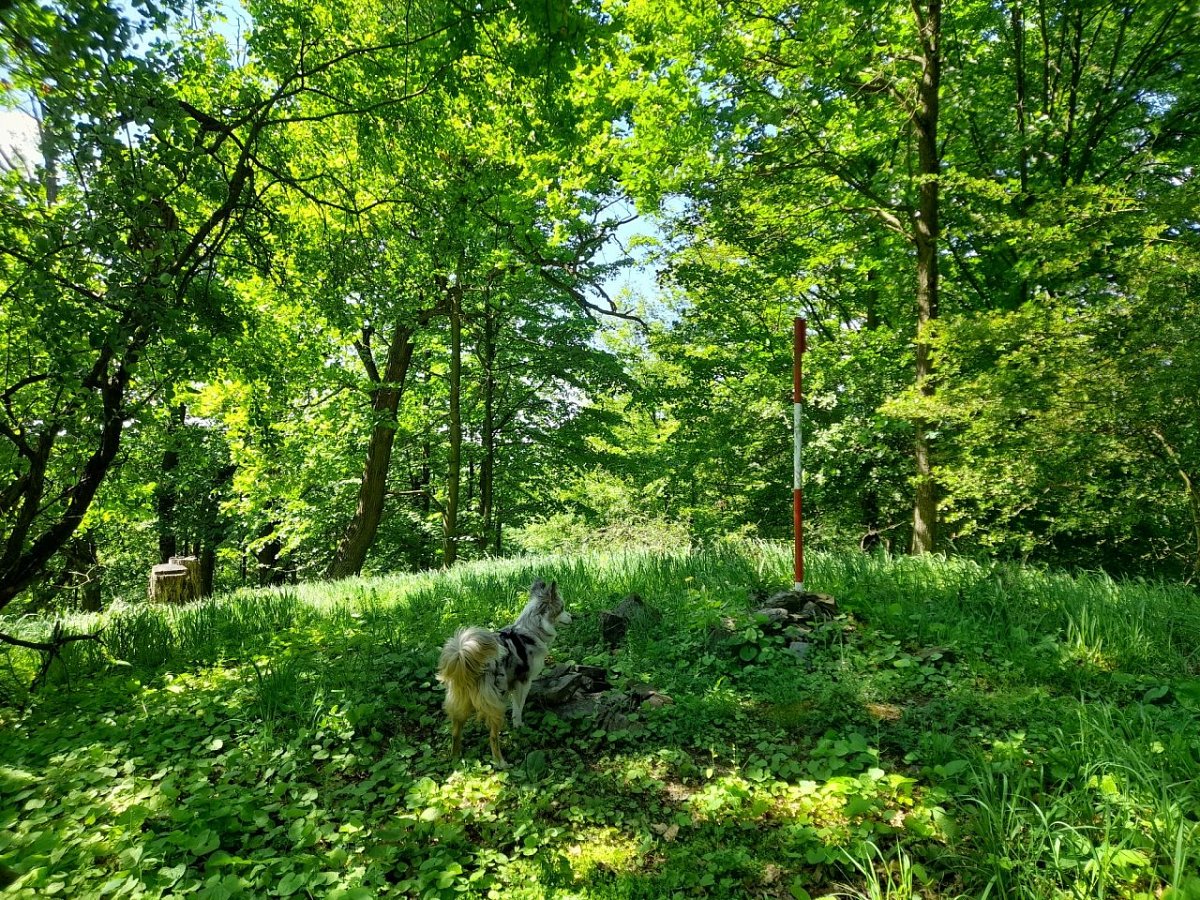 Dubový vrch (415 m)