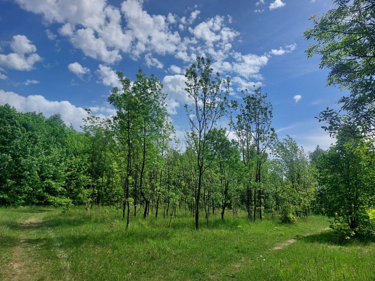 Halda Terezie (306 m)