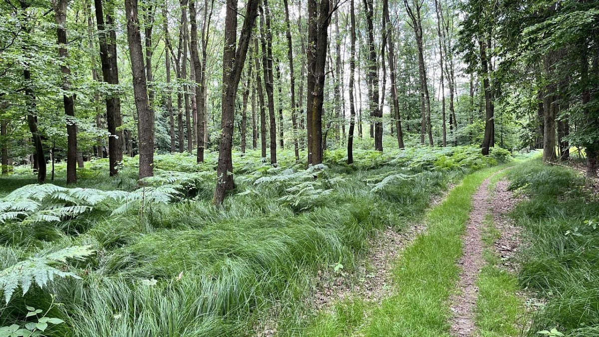 Lysý vrch (296&nbsp;m)
